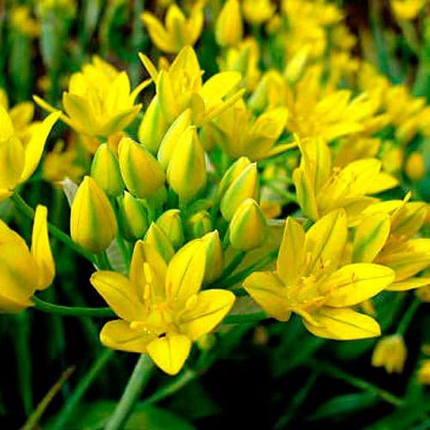 Allium 'Moly'
